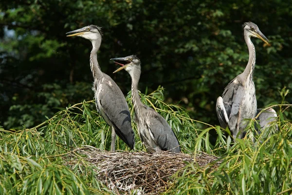 Czapla szara, Ardea cinerea — Zdjęcie stockowe