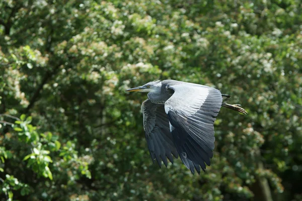 Grijze reiger, Ardea cinerea — Stockfoto