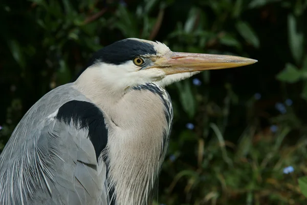 Grå häger, Ardea cinerea — Stockfoto