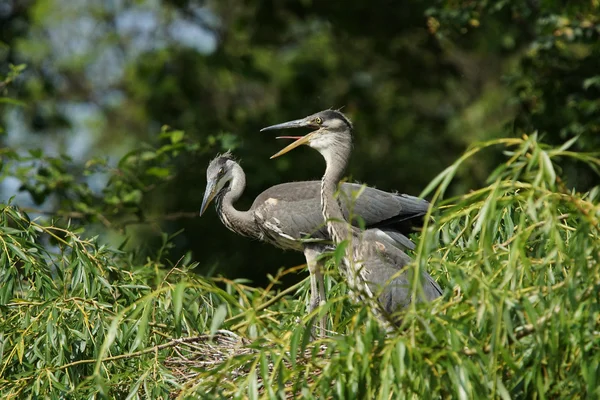 Garza gris, Ardea cinerea — Foto de Stock