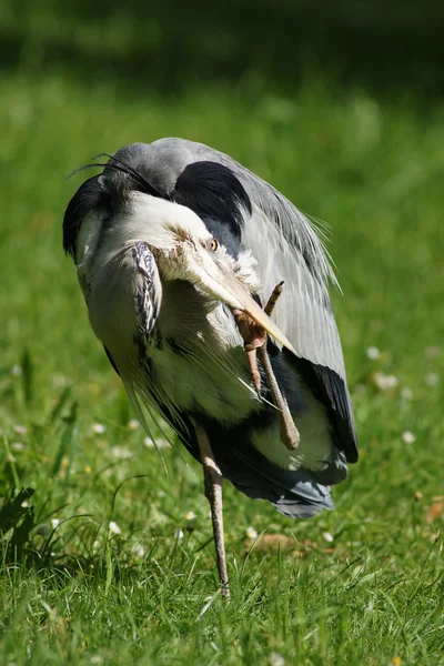 Szürke gém, Ardea cinerea — Stock Fotó