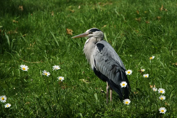 Gri balıkçıl, Ardea cinerea — Stok fotoğraf