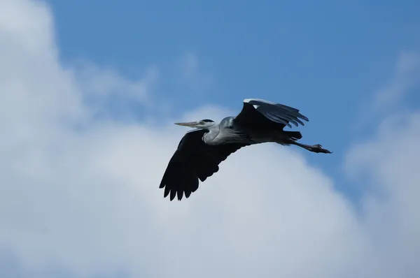 Garza gris, Ardea cinerea — Foto de Stock