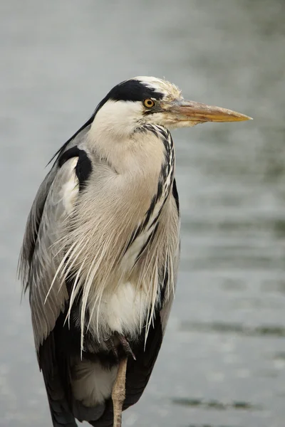 Grå häger, Ardea cinerea — Stockfoto