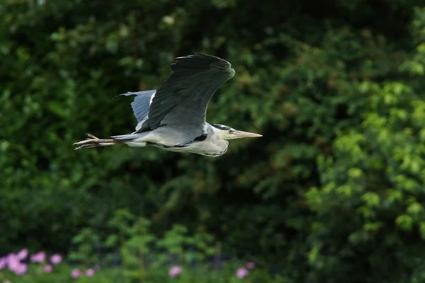 Garza gris, Ardea cinerea — Foto de Stock