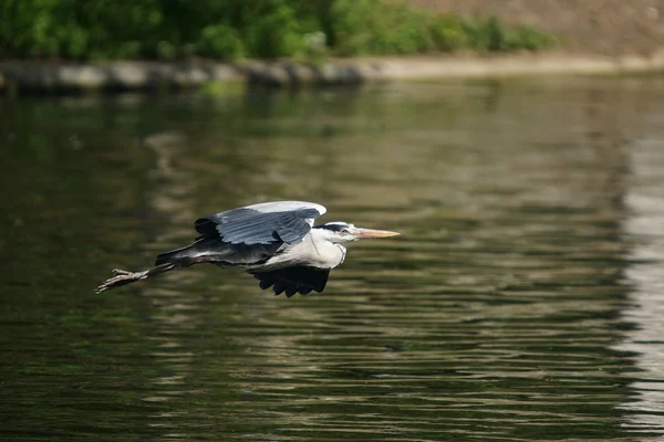 Garza gris, Ardea cinerea — Foto de Stock