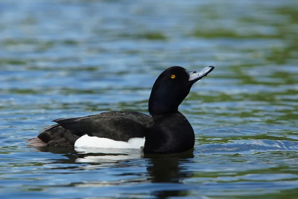 Büschelente, Aythya fuligula — Stockfoto