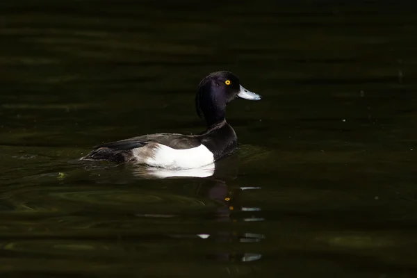 Pato tufado, Aythya fuligula — Fotografia de Stock