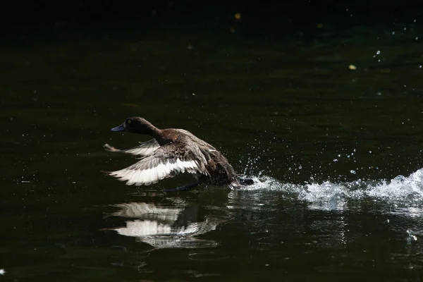 Pato tufado, Aythya fuligula — Fotografia de Stock