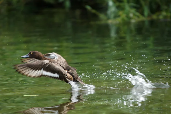 Pato tufado, Aythya fuligula — Fotografia de Stock