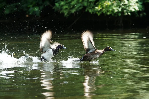 Tufted Duck, Aythya fuligula — Stock Photo, Image