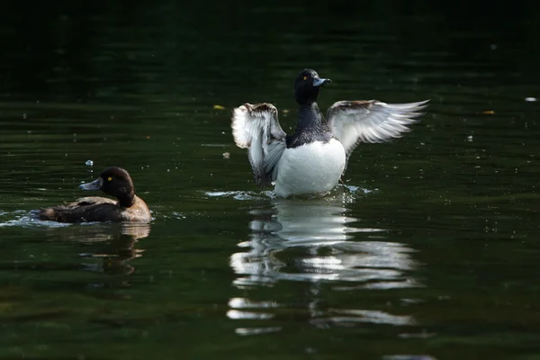 Büschelente, Aythya fuligula — Stockfoto