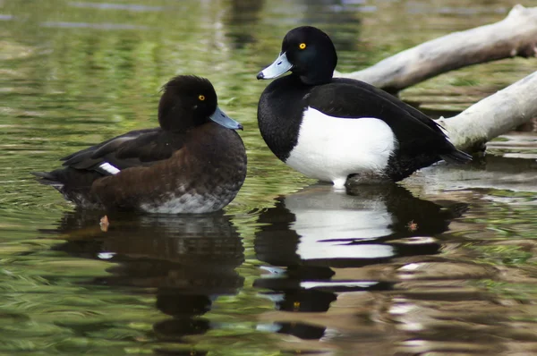 Tufted Duck, Aythya fuligula — Stock Photo, Image