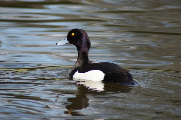 Tuftad anka, Aythya fuligula — Stockfoto