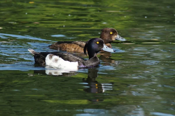 Pato copetudo, Aythya fuligula —  Fotos de Stock