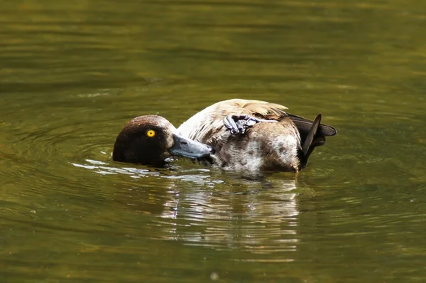 Büschelente, Aythya fuligula — Stockfoto