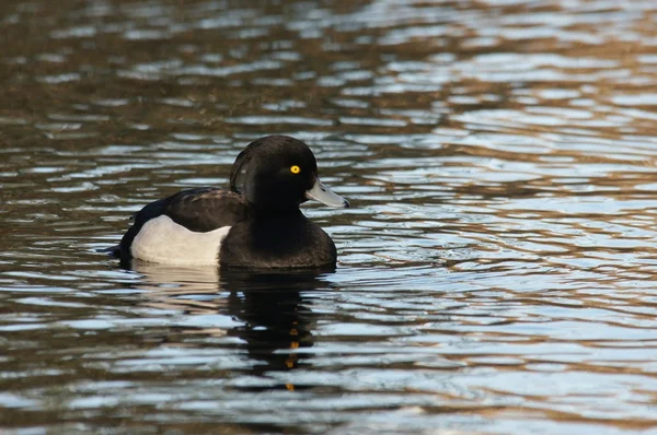 Büschelente, Aythya fuligula — Stockfoto