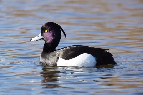 Büschelente, Aythya fuligula — Stockfoto