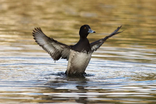 Büschelente, Aythya fuligula — Stockfoto