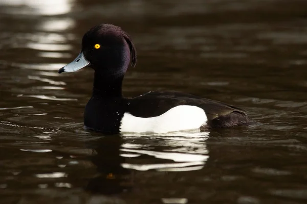 Büschelente, Aythya fuligula — Stockfoto