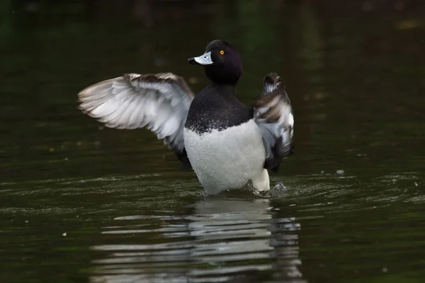 Tuftad anka, Aythya fuligula — Stockfoto