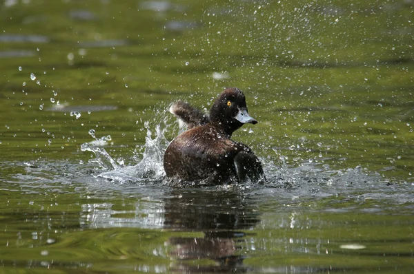 Pato tufado, Aythya fuligula — Fotografia de Stock