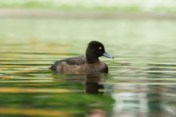 Tufted Duck, Aythya fuligula — Stock Photo, Image