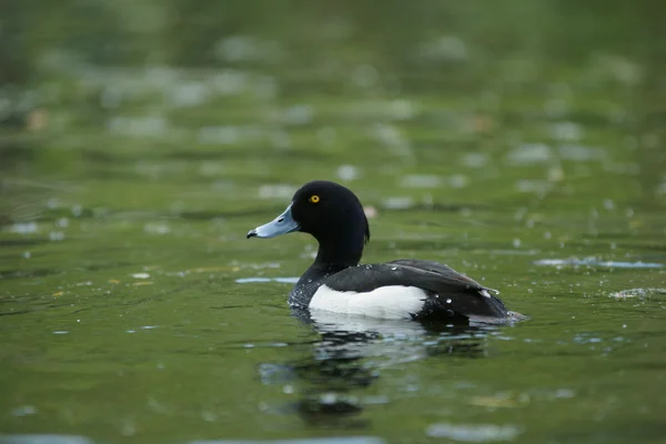 Tufted Duck, Aythya fuligula — Stock Photo, Image