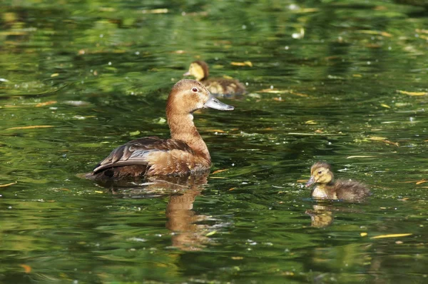 Vanlige Pochard, Aythya ferina – stockfoto