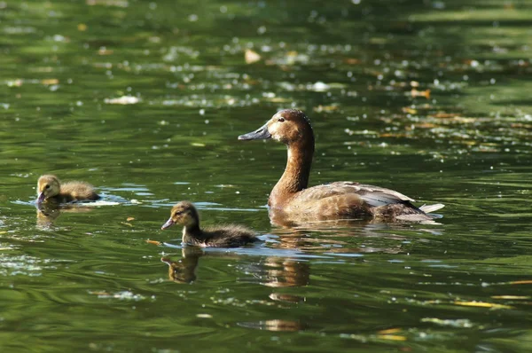 Common Pochard, Aythya ferina — Stock Photo, Image