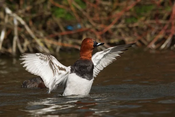 Κοινή pochard, aythya ferina — Φωτογραφία Αρχείου