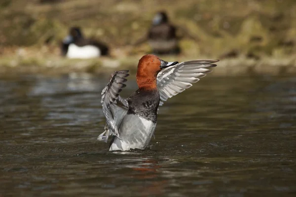 Κοινή pochard, aythya ferina — Φωτογραφία Αρχείου