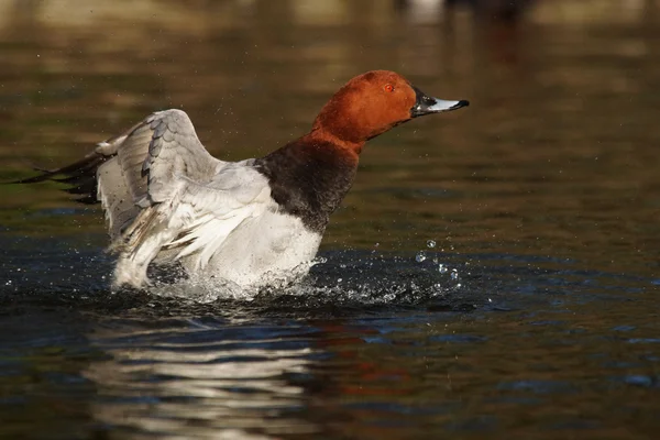 Κοινή pochard, aythya ferina — Φωτογραφία Αρχείου