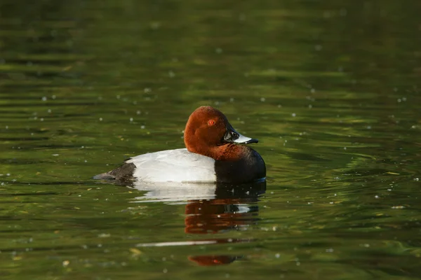 Pochard commun, Aythya ferina — Photo