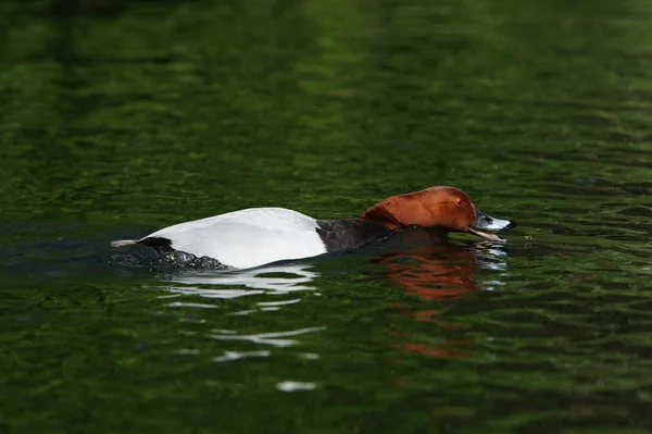 Comum Pochard, Pochard, Aythya ferina — Fotografia de Stock