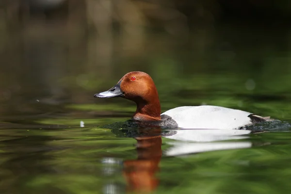 Pochard comune, Aythya ferina — Foto Stock