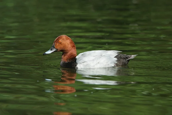 Pochard commun, Aythya ferina — Photo