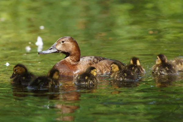 Ortak patka, aythya ferina — Stok fotoğraf