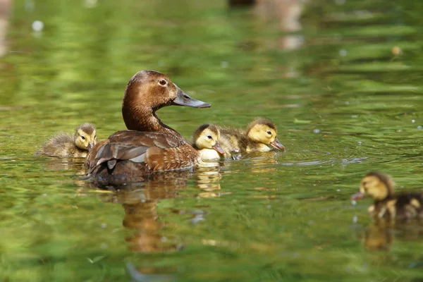 Pochard común, Pochard, Aythya ferina —  Fotos de Stock