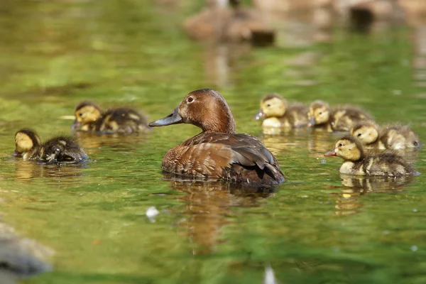 Pochard común, Pochard, Aythya ferina — Foto de Stock