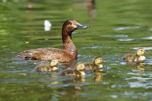 Frequentes Pochard, Aythya ferina — Fotografia de Stock