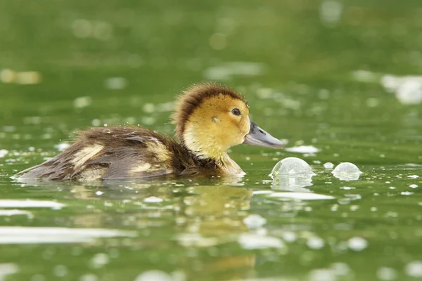 Common Pochard, Pochard, Aythya ferina — Stock Photo, Image