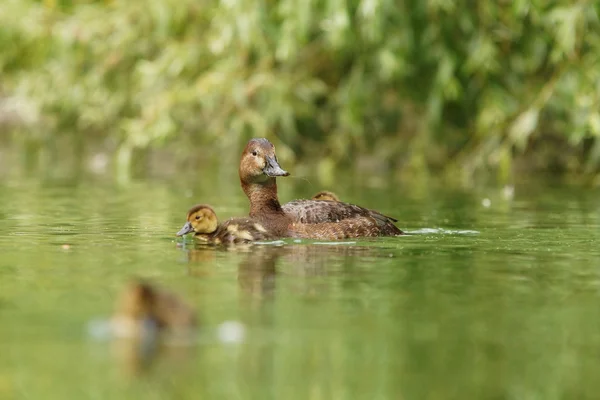 Gemeenschappelijke Witoogeend Witoogeend, aythya ferina — Stockfoto