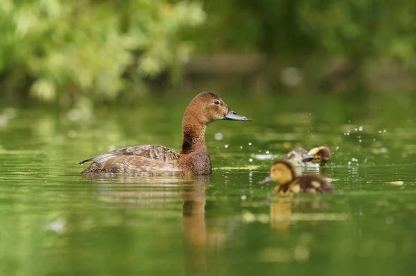 Gemensamma dykand, brunand, aythya ferina — Stockfoto