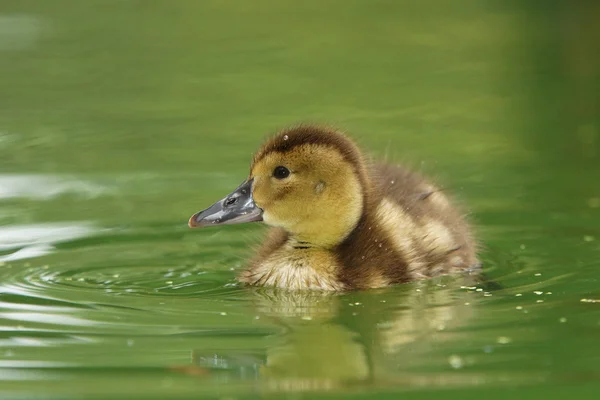 Common Pochard, Aythya ferina — Stock Photo, Image