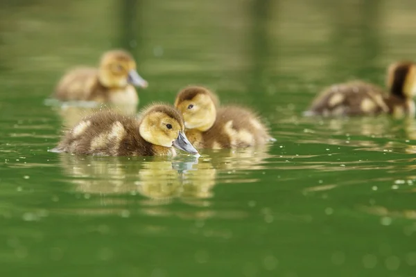 Common Pochard, Pochard, Aythya ferina — Stock Photo, Image