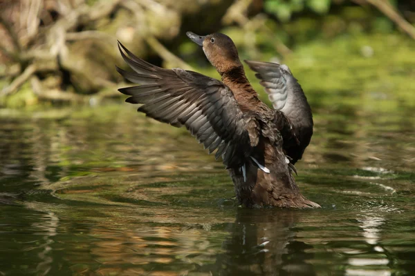 Frequentes Pochard, Aythya ferina — Fotografia de Stock