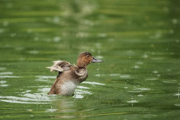 Common Pochard, Pochard, Aythya ferina — Stock Photo, Image