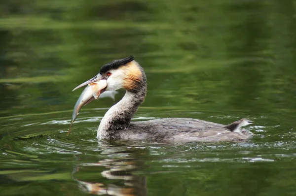 Stor crested grebe, Podiceps cristatus — Stockfoto