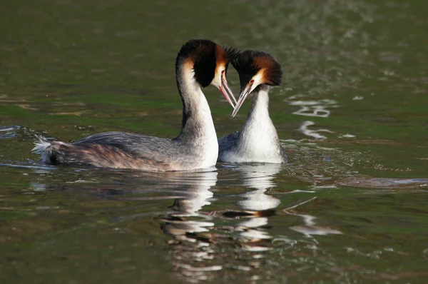 Grebe czubaty, chrupiący podiceps — Zdjęcie stockowe